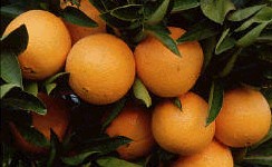 oranges.jpg (14398 bytes)